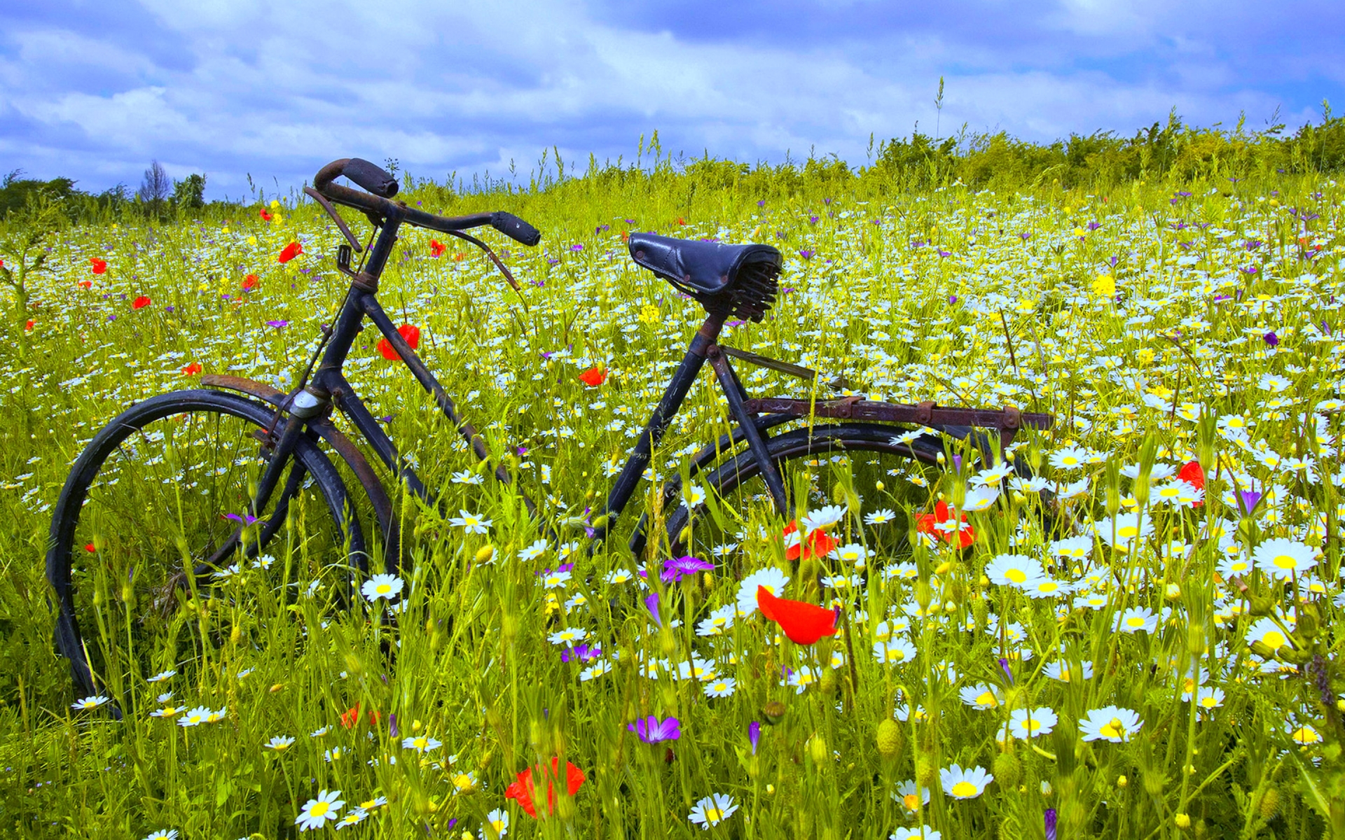 Велик в поле. Летняя природа. Велосипед на природе. Велосипед в цветах. Луговые цветы.